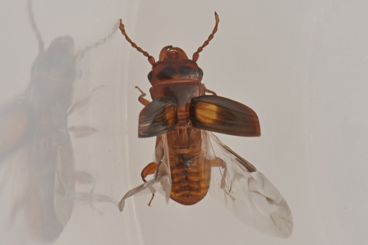 Laemophloeidae: Laemophloeus monilis